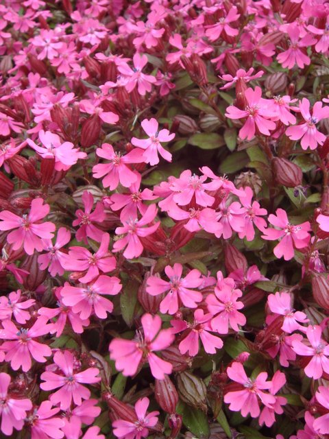 Silene pendula 'Celina' fleur